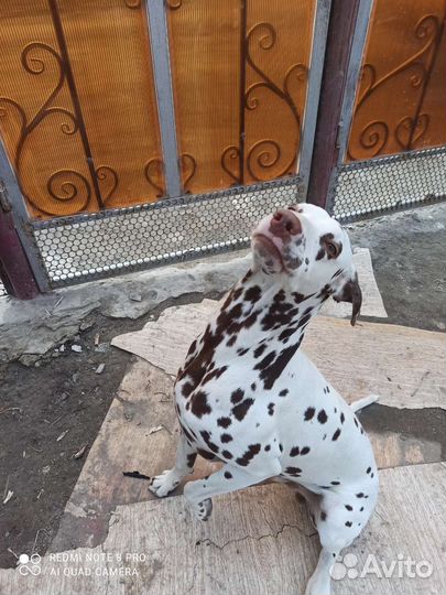 Далматин вязка