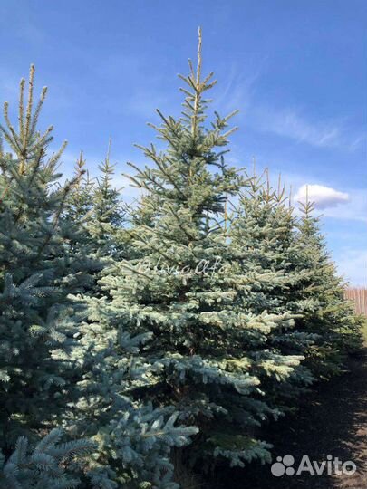 Голубая ель