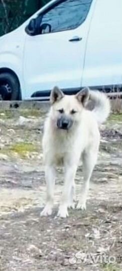 Щенок Г Е К Т О Р -отличный охранник,возраст 6мес