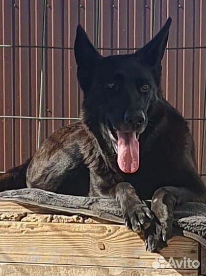 Щенки немецкой овчарки