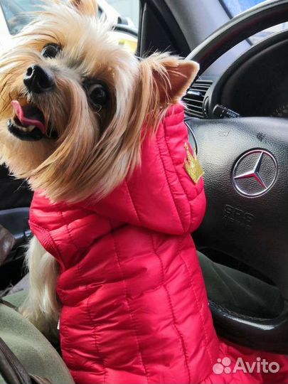 Красивое фирменное пальто для собаки мелких пород