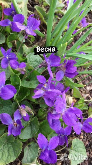 Цветы многолетники