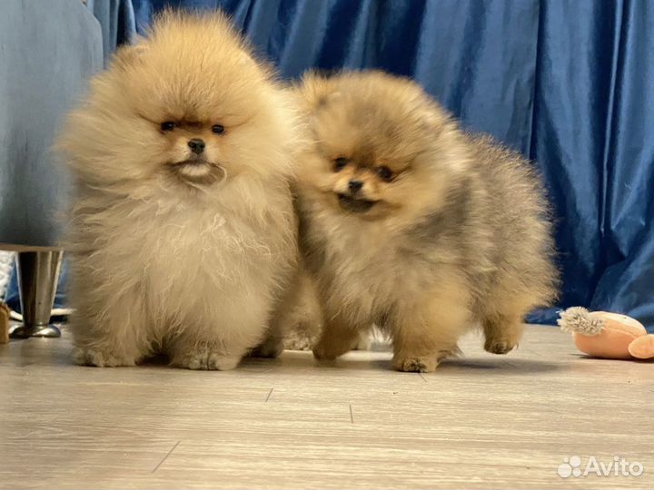 Померанский шпиц