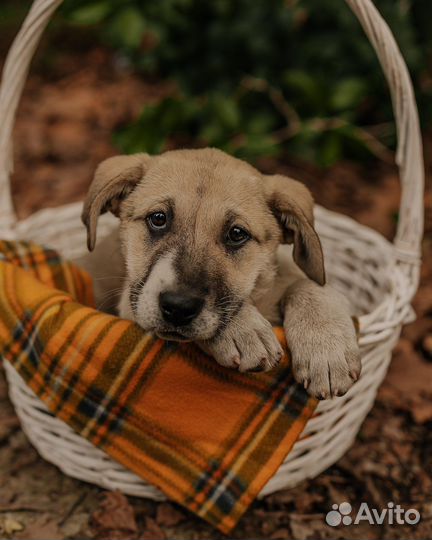 Щенок в добрые руки
