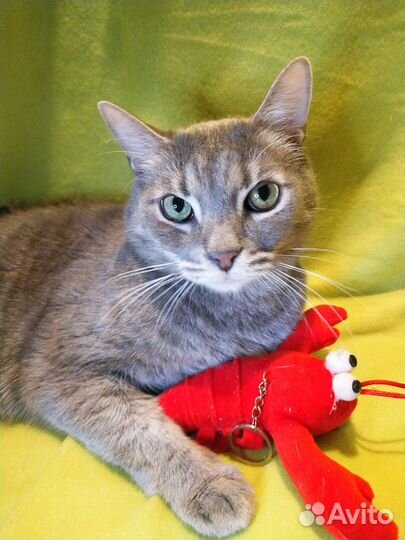 Котик в добрые руки