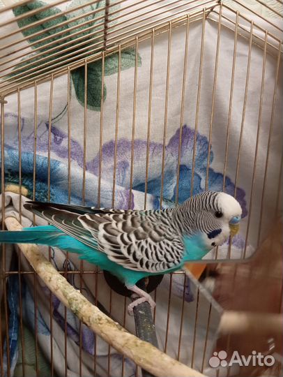 Волнистый попугай