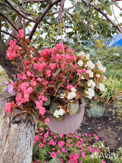 Бегония вечноцветущая белая