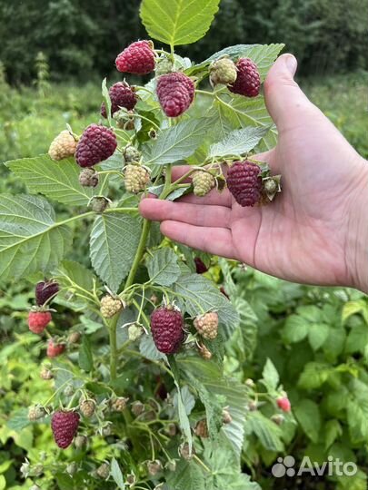 Малина Ремонтантная саженцы