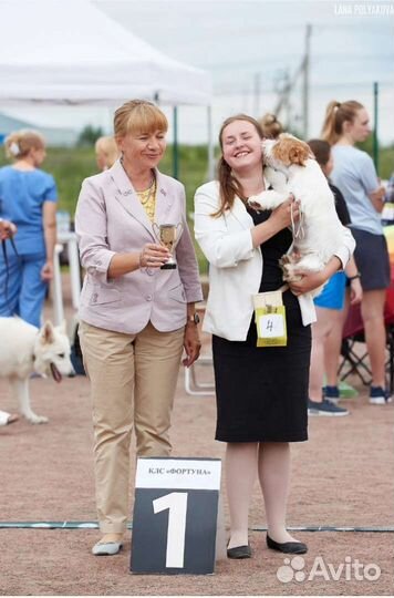 Щенки джеки гладкие и брокены с документами