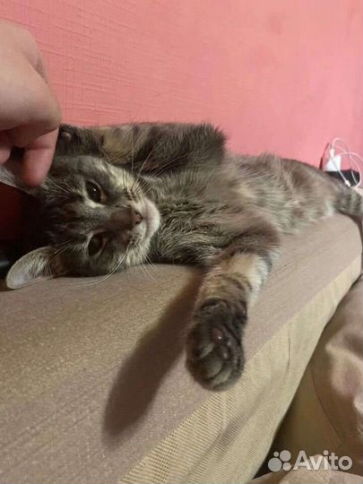 Ищу дом молодой кошечки