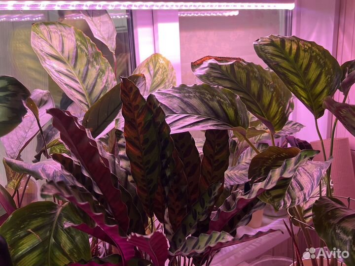 Калатея Марион, Кеннеди, Варшевича, Мауи Квин