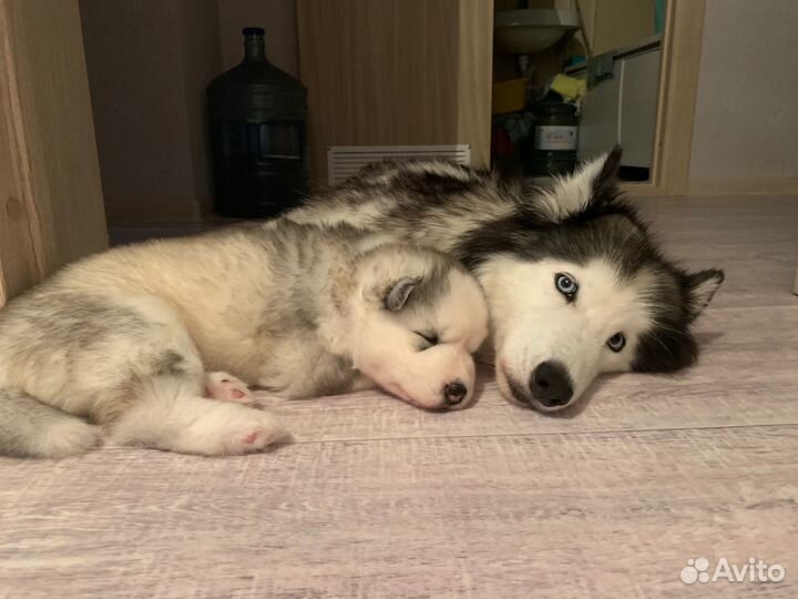 Щенки сибирской хаски