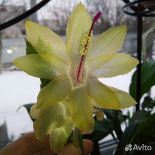 Декабрист Шлюмбергера Зигокактус