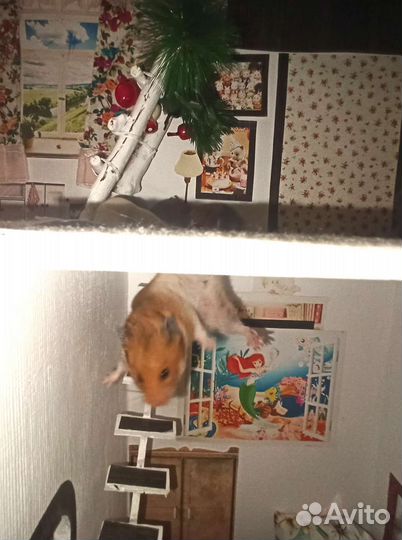 Хомяк Хомячата