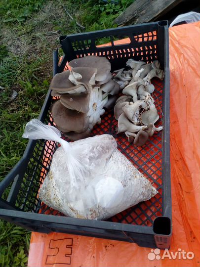 Мицелии грибов вешенка