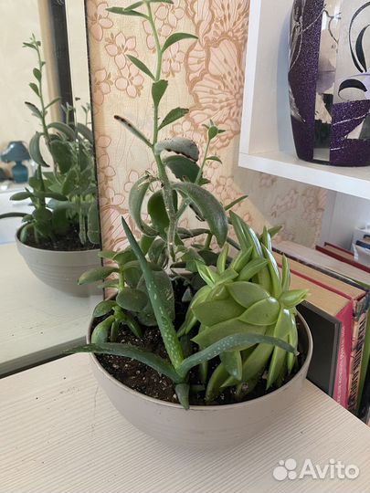 Суккуленты