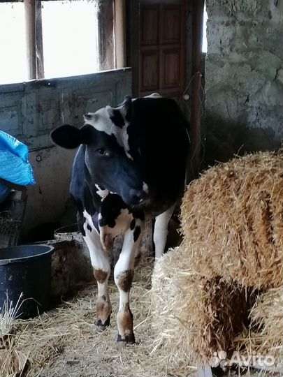 Тёлки высокоудойная порода голфчина