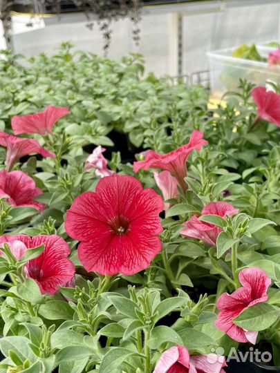 Петунии, калибрахоа, вербена, бакопа