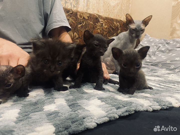 Отдам котят