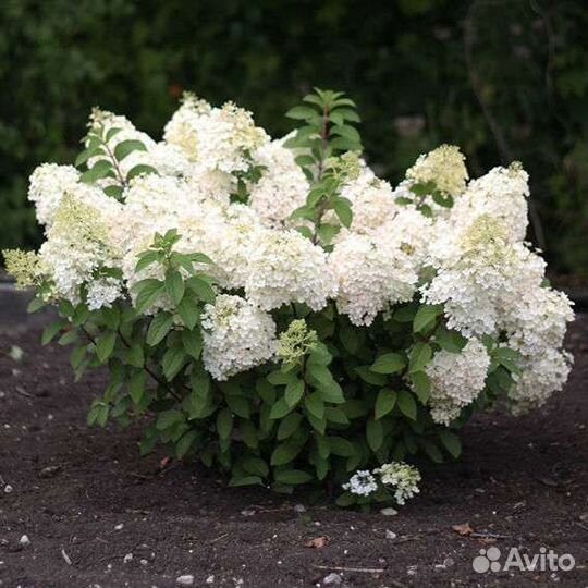 Пасифлора уличная