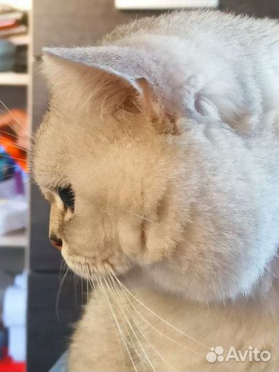 Кот ищет кошку