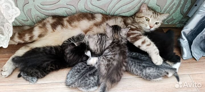 Шотландские котята