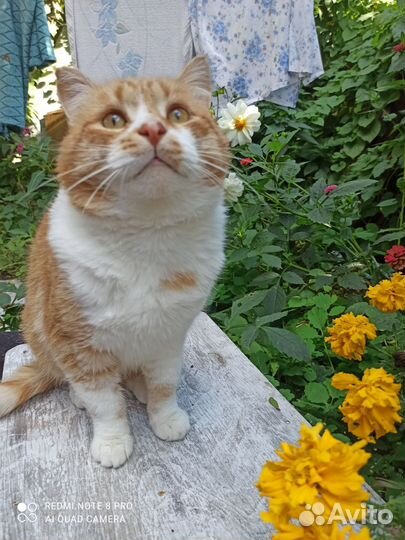 Котик ищет дом