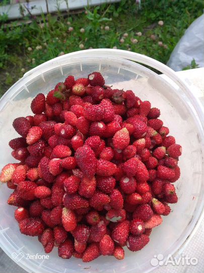 Земляника саженцы