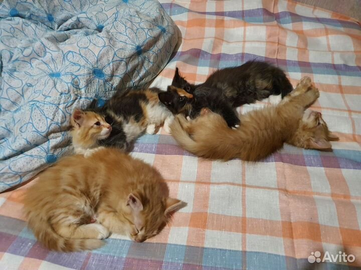 Сибирские котятки