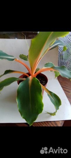 Хлорофитум