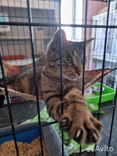 Отдам котика Тайфуна, 1 год