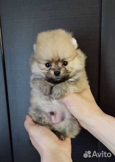 Щенки померанского Шпица
