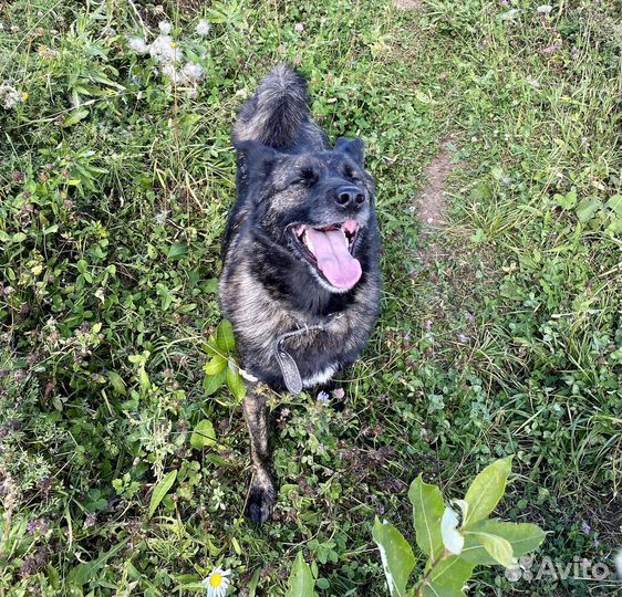 Собака «Туся»