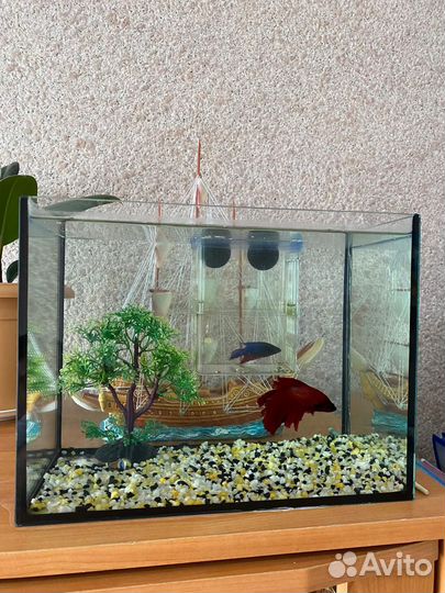 Аквариум с рыбками