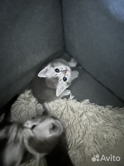 Британская кошка