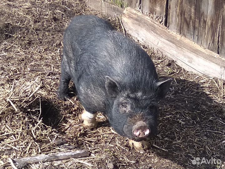Кабан вьетнамский вислобрюхий и его поросята