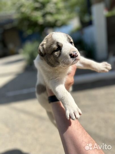 Среднеазиатская овчарка алабай щенки