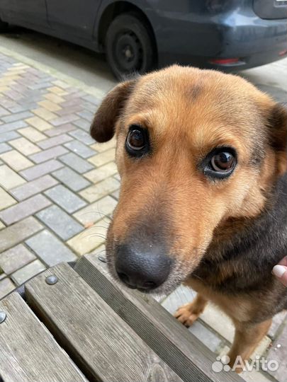 Собака в добрые руки