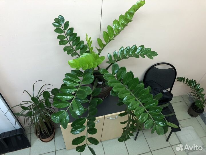 Продам цветок «Замиокулькас замиелистный»