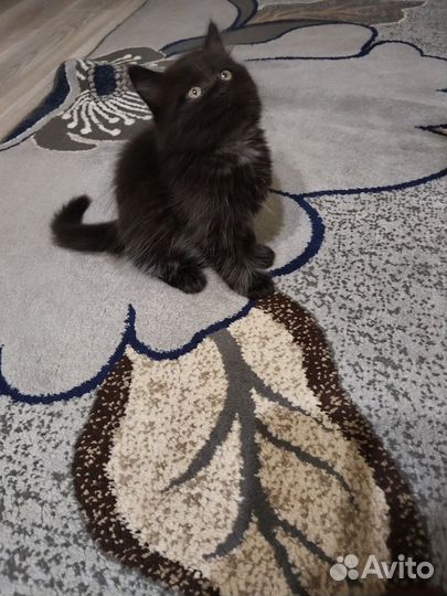 Британские котята