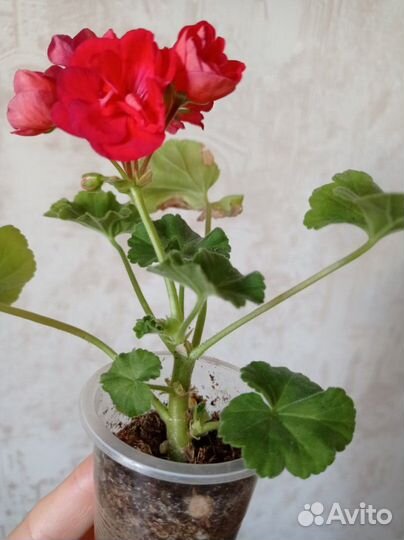 Пеларгонии