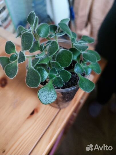 Аихризон дерево любви