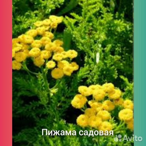 Многолетние растения купить в Барнауле | Товары для дома и дачи | Авито