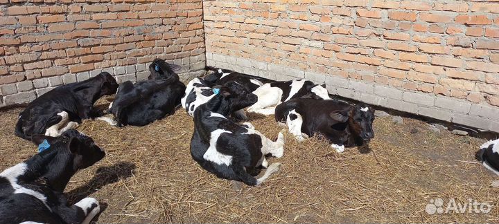 Холмогоры бычки