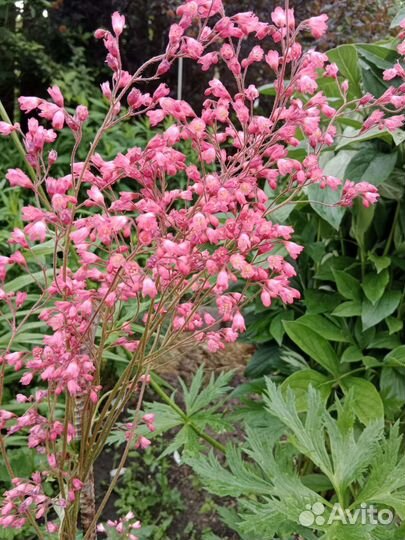 Многолетники из своего сада