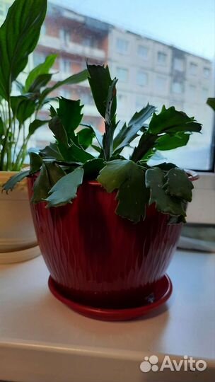 Продам цветы комнатные