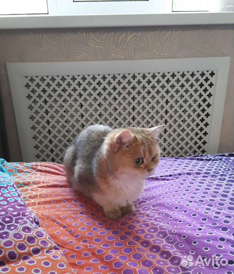 Британская золотая шиншилла