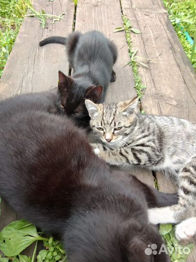 Кошки в добрые руки бесплатно