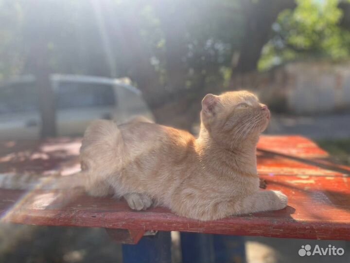 Котик в добрые руки бесплатно