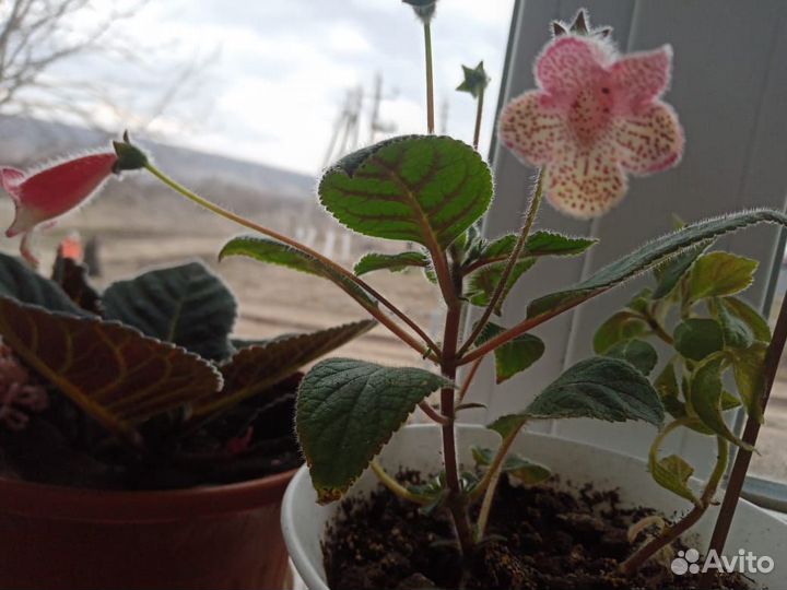 Колерия детки